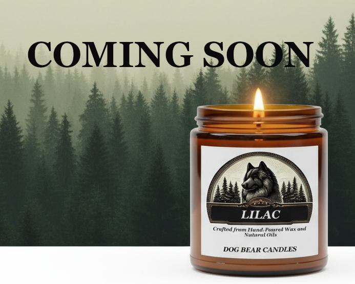 Light Your Path Collection