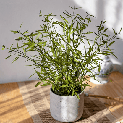 Realistic Mini Bamboo Leaf Potted Plant