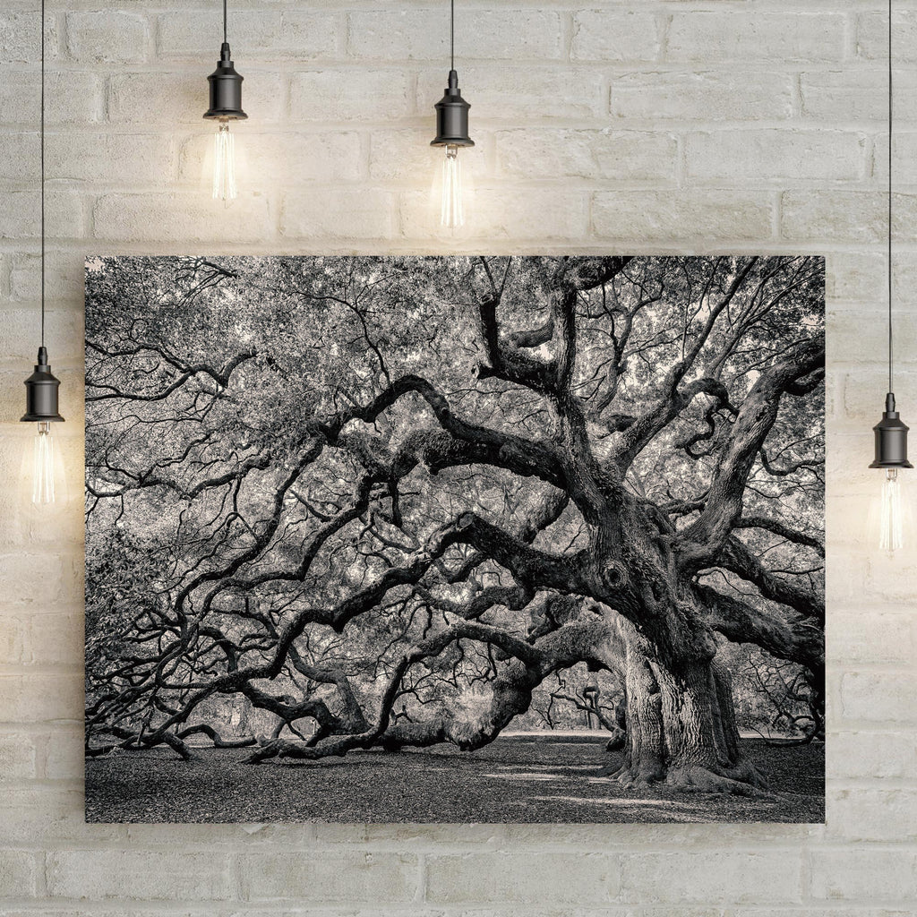 Monochrome Angel Oak Tree Canvas wall art with nature-inspired artwork