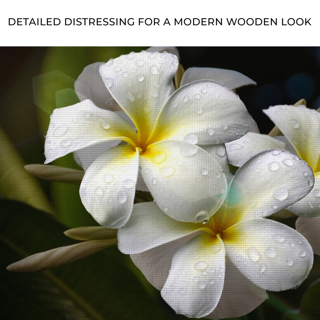 White Frangipani Flower Canvas wall art with nature-inspired artwork - product view 4
