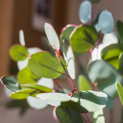 Artificial Green Eucalyptus Stem, Three Leaf Shapes