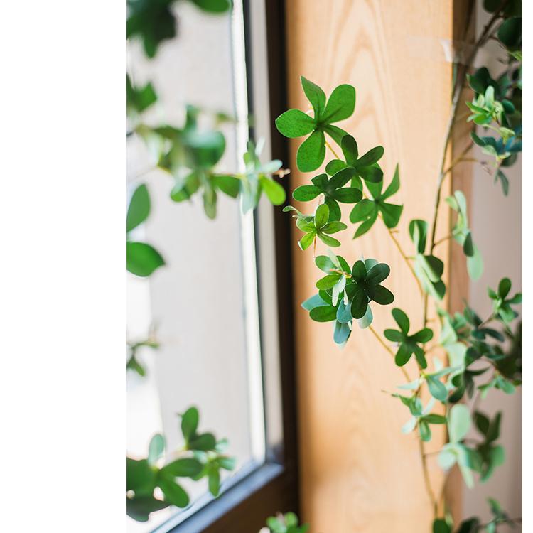 Green leaves in front of a window with a wooden frame